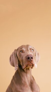 Elegant weimaraner dog with beautiful eyes sitting patiently in a studio. The purebred pet looks around curiously against a solid background. Vertical