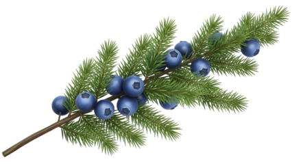 Juniper branch with blue berries and green needles isolated on a transparent background plant