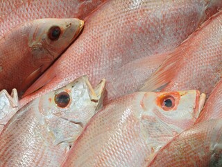 Close-Up Background of Fresh Raw Red Snapper or Sea Bream Fish Displayed at a Seafood Market