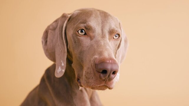 Studio portrait of a beautiful weimaraner dog. The elegant purebred hound with light eyes is looking around with a curious expression