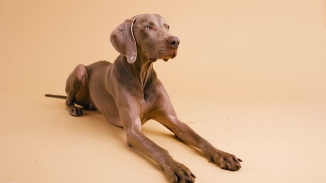 Elegant and purebred weimaraner dog lying on a seamless beige background. The athletic grey ghost attentively looks around the studio