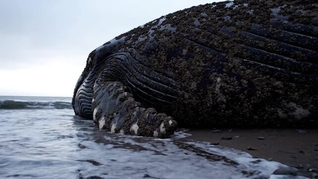 A dramatic, low-angle shot captures a massive marine mammal stranded on a desolate coastline. Waves gently lap against its dark, heavily barnacled body, emphasizing its immense size and the raw power 