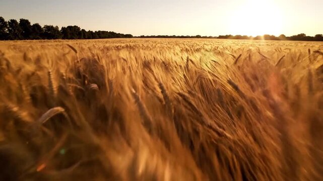 Golden wheat field bathed in warm sunlight at sunset, a gentle breeze rustles the stalks