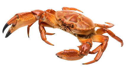 Isolated crab ready to be cooked as food with large claws on a bright studio background