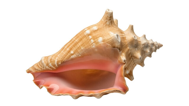 Isolated Queen Conch Seashell, tropical marine gastropod mollusk, Caribbean symbol, unique shape