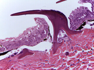 Microscopic Texture of Dogfish Shark Skin and Placoid Scale Morphol © Mohammed