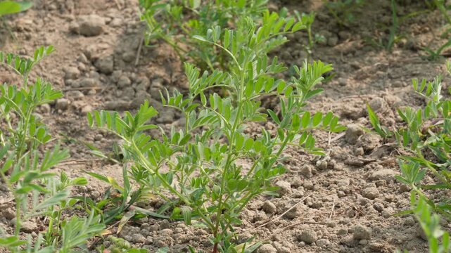 young chickpea plant growing in a field