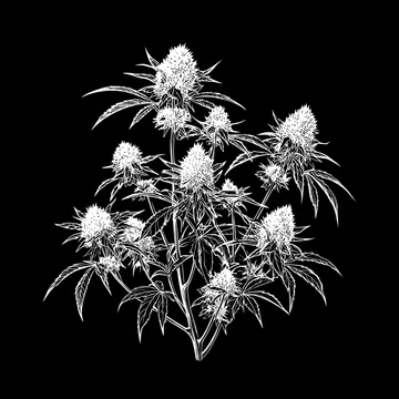 Marijuana plant bouquet in graphic black white style
