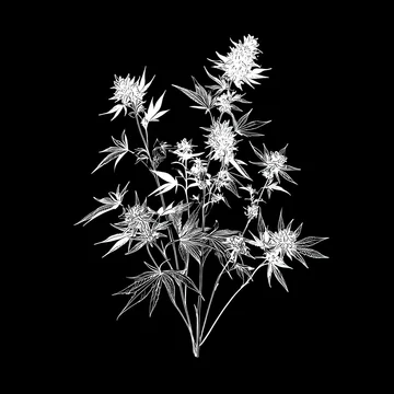 Floral cannabis silhouette with clean minimal balance