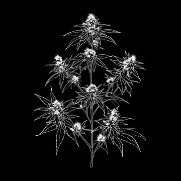 Cannabis buds and leaves as abstract gobo texture