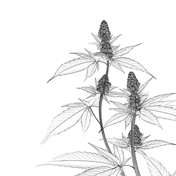 Minimal cannabis flowers in black and white gobo style