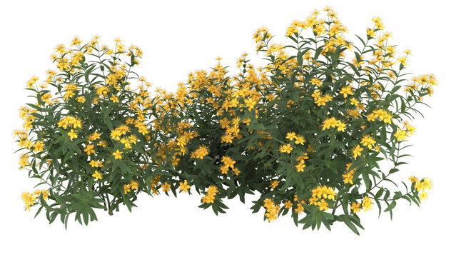  yellow flowers, bushy growth isolated