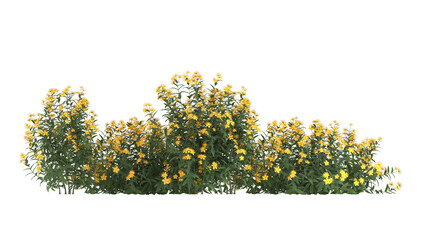  yellow flowers, bushy growth isolated © Poprock3d