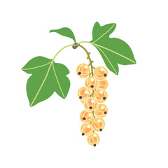 White Currant Bunch with Berries and Leaves