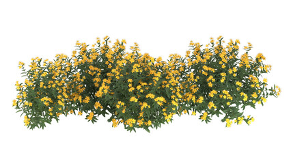 yellow flowers, bushy growth isolated © Poprock3d