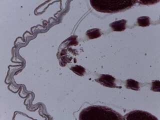 Microscopic Anatomy of Branchiostoma Amphioxus and Specialized Shark Skin Histol © Mohammed