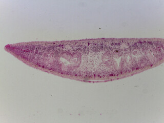 Microscopic Anatomy of Planaria Flatworm and Comparative Biological Specimen Slide Collec © Mohammed