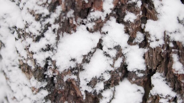 Snowy Tree Bark, Detailed Shot Of Snowy Bark On Tree Revealing Deep Fissures And Rough Textures . Media