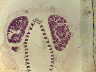 Microscopic Anatomy of Branchiostoma Amphioxus and Specialized Shark Skin Histol © Mohammed