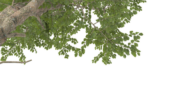 Various types of tree branch plants bushes shrub and and small plants isolated