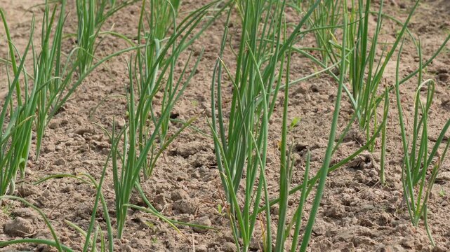 Young Onion Plants in Fields