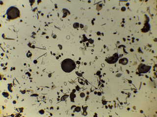 Microscopic Collection of Various Diatom Silica Shells and Biological Specimen Sli © Mohammed