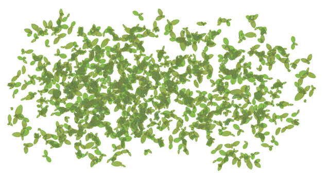 duckweed isolated