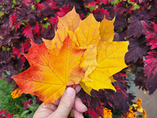 A hand holds bright orange maple leaves above a burgundy coleus flower on a quiet autumn day