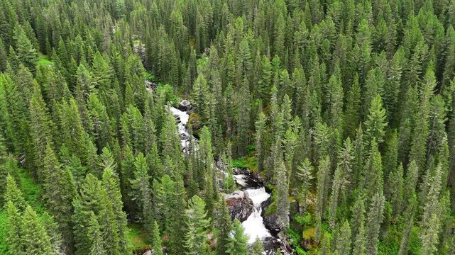 Dynamic aerial drone footage flying above a scenic mountain stream flowing through dense coniferous forest on a summer day. Natural landscape of Eastern Kazakhstan, ideal for travel, nature, and outdo