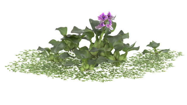 Various types of water plants, duckweed, pickere, water hyacinth