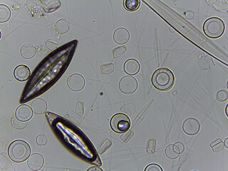 Microscopic Atlas of Diverse Biological Specimens Including Diatoms and Primitive Chorda © Mohammed