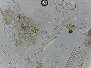 Microscopic Atlas of Diverse Biological Specimens Including Diatoms and Primitive Chorda © Mohammed