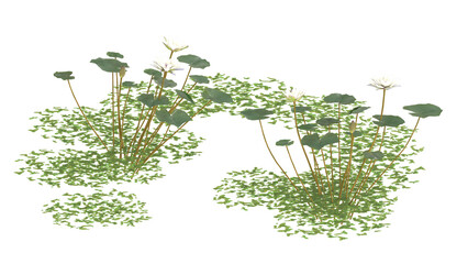 Various types of water plants, duckweed, pickere, water hyacinth