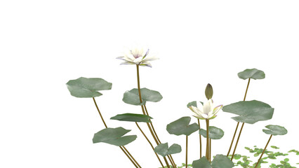 Various types of water plants, duckweed, pickere, water hyacinth