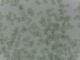 Microscopic Atlas of Diverse Biological Specimens Including Diatoms and Primitive Chorda © Mohammed