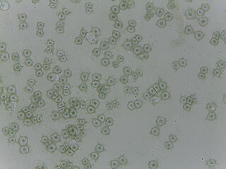 Microscopic Atlas of Diverse Biological Specimens Including Diatoms and Primitive Chorda © Mohammed