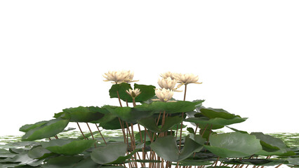 Various types of water plants, duckweed, pickere, water hyacinth