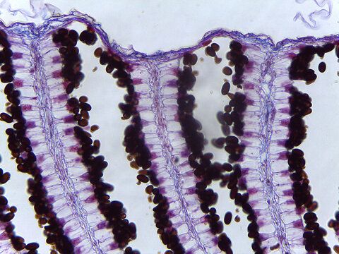 Microscopic Anatomy of Coprinus Mushroom Basidia Spores and Fungal Reproductive Structu