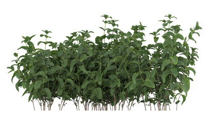 Various types of flowers plants bushes shrub and small plants isolated	
