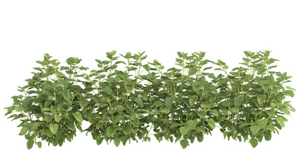 Various types of green grass bushes shrub and small plants isolated	
