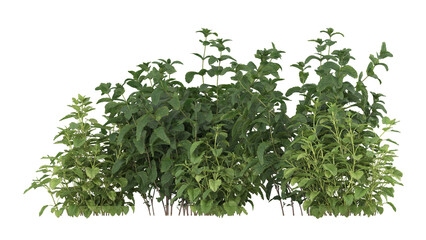 Various types of green grass bushes shrub and small plants isolated	
