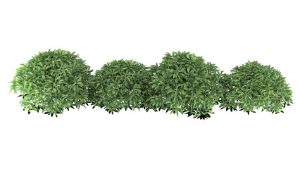 Various types of green grass bushes shrub and small plants isolated	
