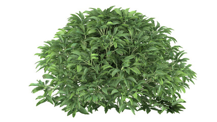 Various types of green grass bushes shrub and small plants isolated	
