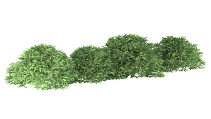 Various types of green grass bushes shrub and small plants isolated	
