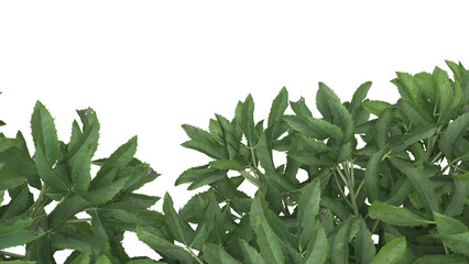 Various types of green grass bushes shrub and small plants isolated	
