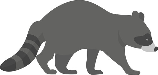 Gray raccoon walks confidently, displaying distinctive masked face, bushy striped tail, natural...