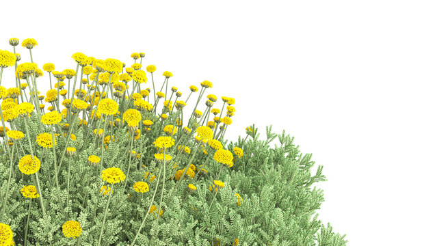 Various types of flowers grass bushes shrub and small plants isolated