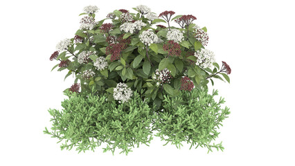 Various types of flowers grass bushes shrub and small plants isolated	
