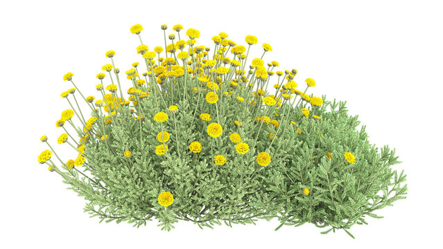 Various types of flowers grass bushes shrub and small plants isolated