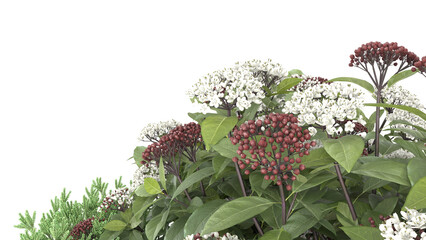 Various types of flowers grass bushes shrub and small plants isolated	
